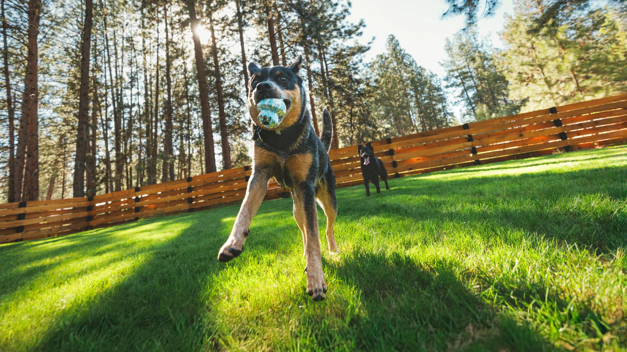 Toadstool™ Dog Toy