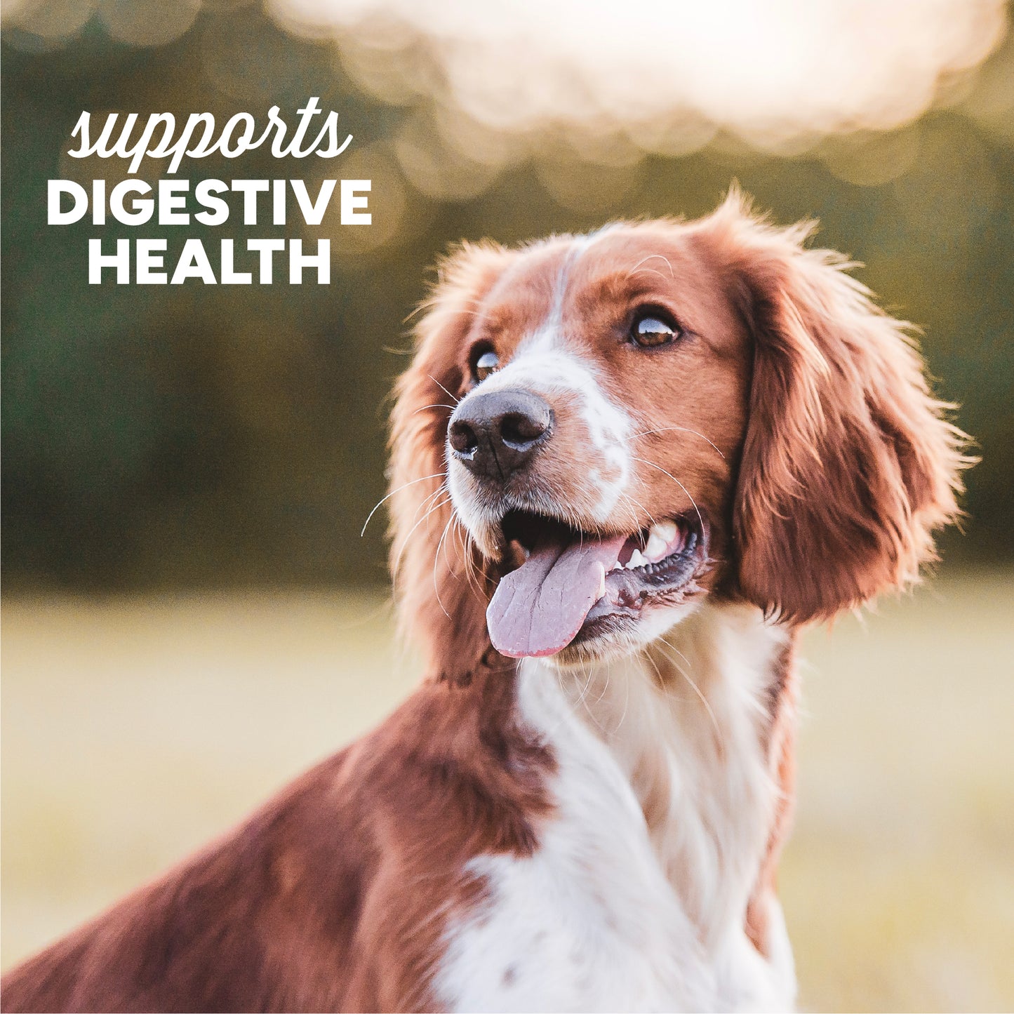 Digestive Support - Pumpkin & Ginger Soft Chews
