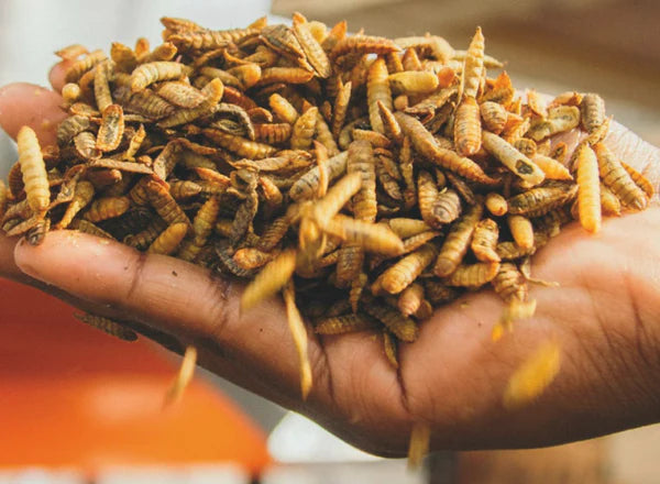 Dried Black Soldier Fly Larvae - 100g