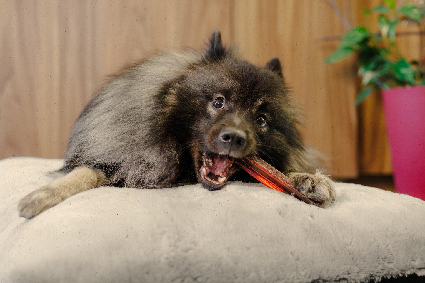 Natural Gelatin Dog Chew