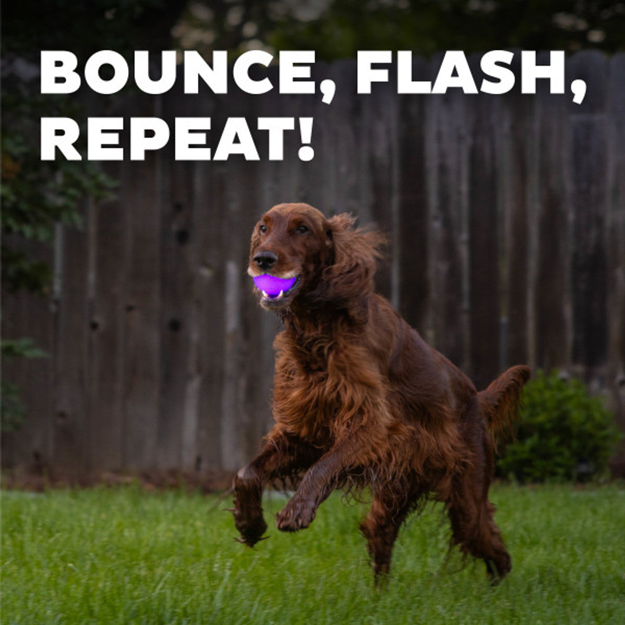 Planet Dog Strobe Ball - Glow Purple