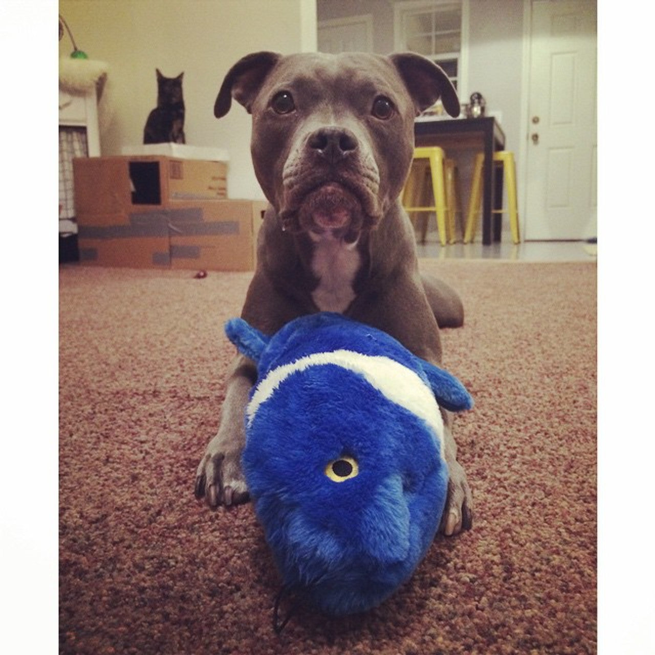 Fluff & Tuff - Gil Koi