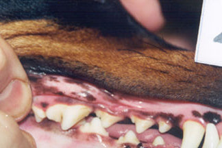 Leba III Dental Spray - 1oz