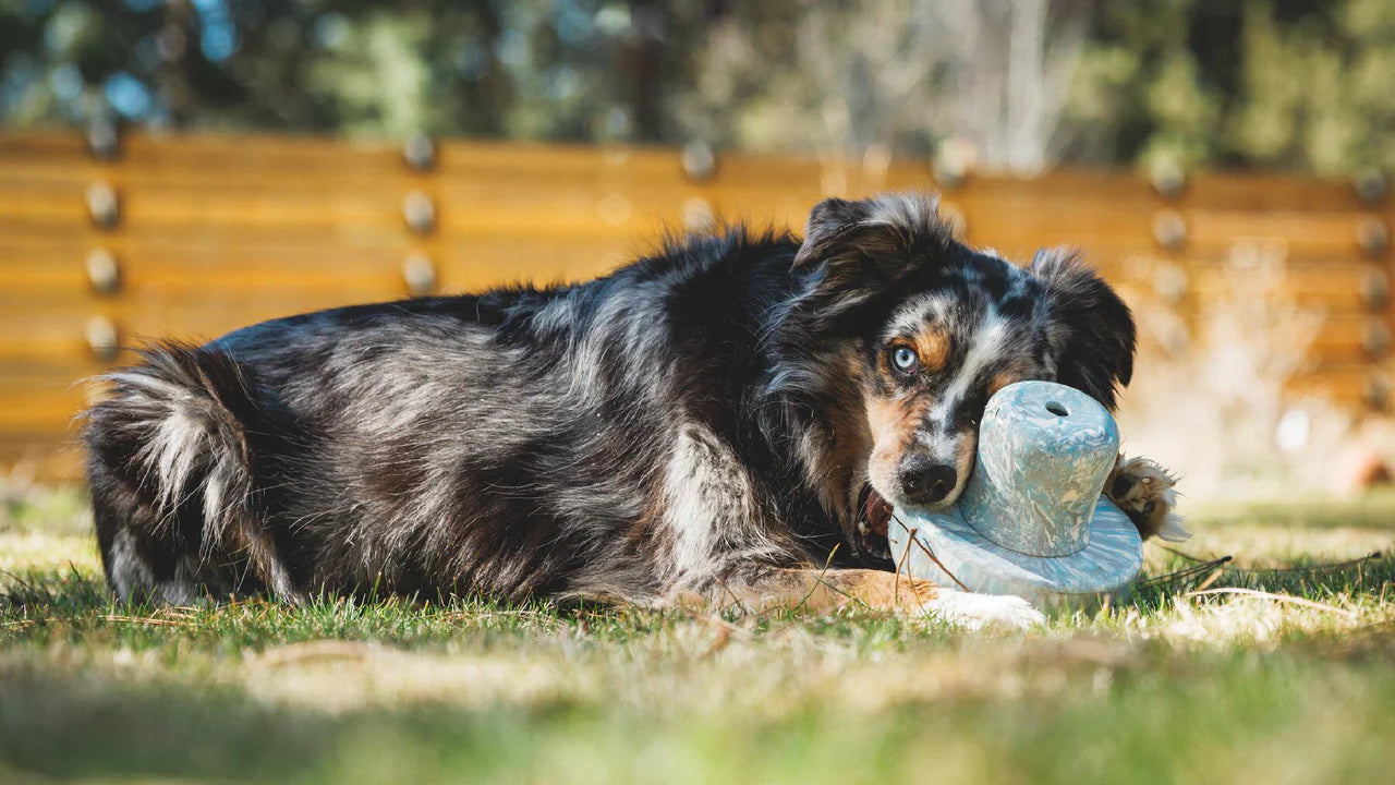 Porcini™ Dog Toy