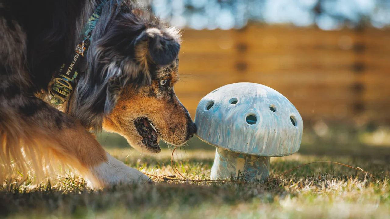 Porcini™ Dog Toy