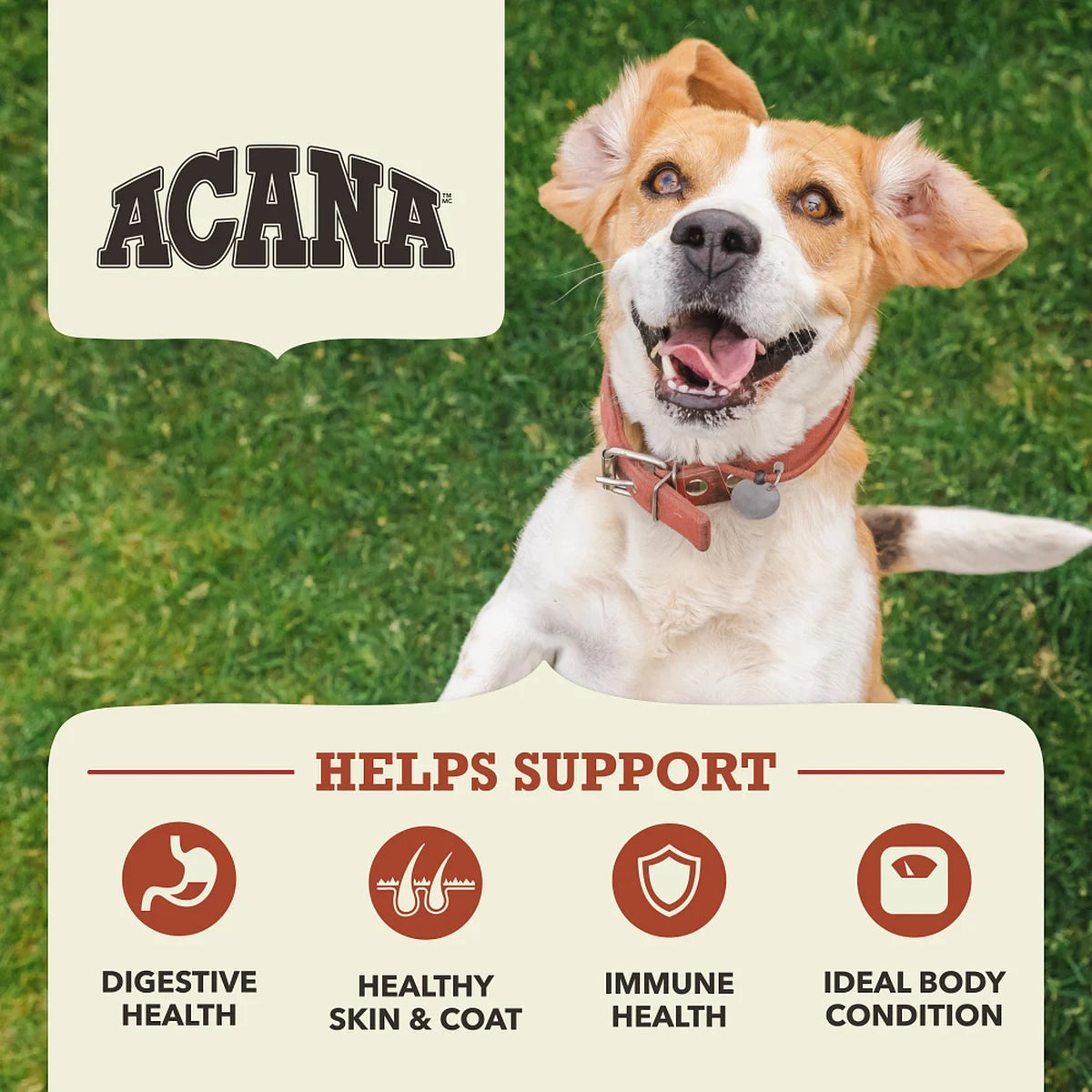 Acana - Beef with Pumpkin