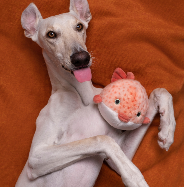 Fluff & Tuff - Dottie Puffer Fish