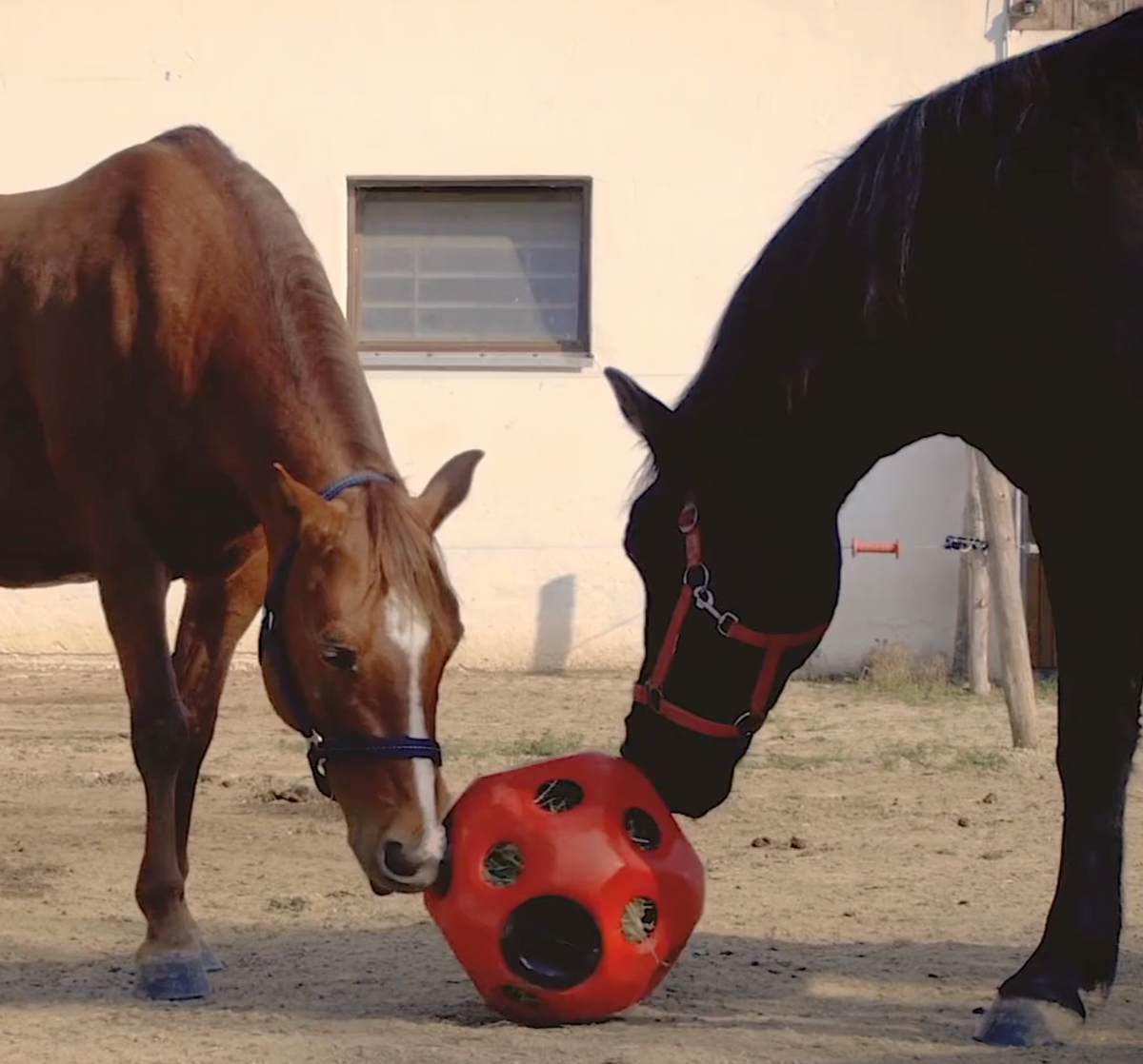 HeuBoy Feed and Play Ball - Blue