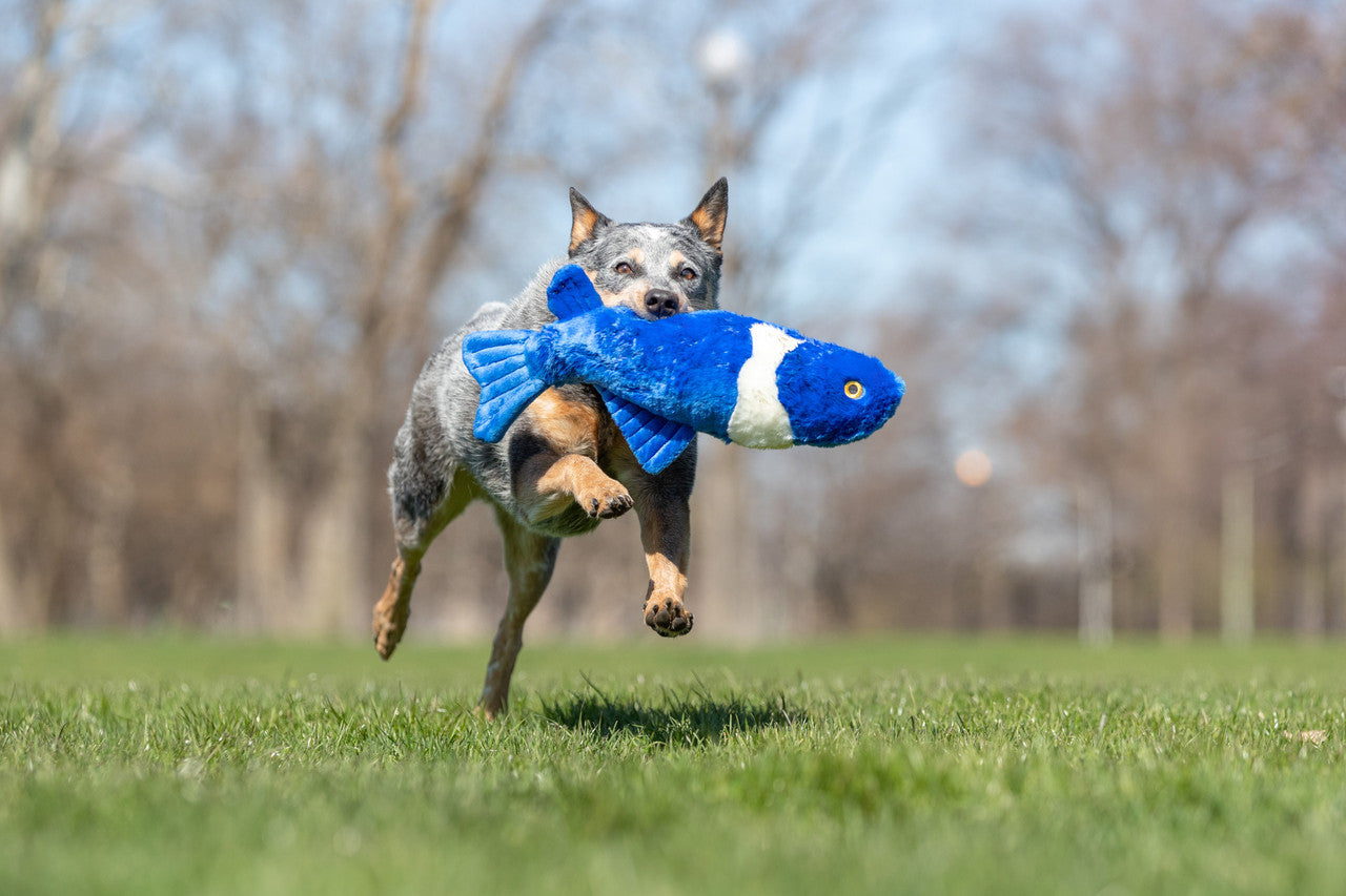Fluff & Tuff - Gil Koi