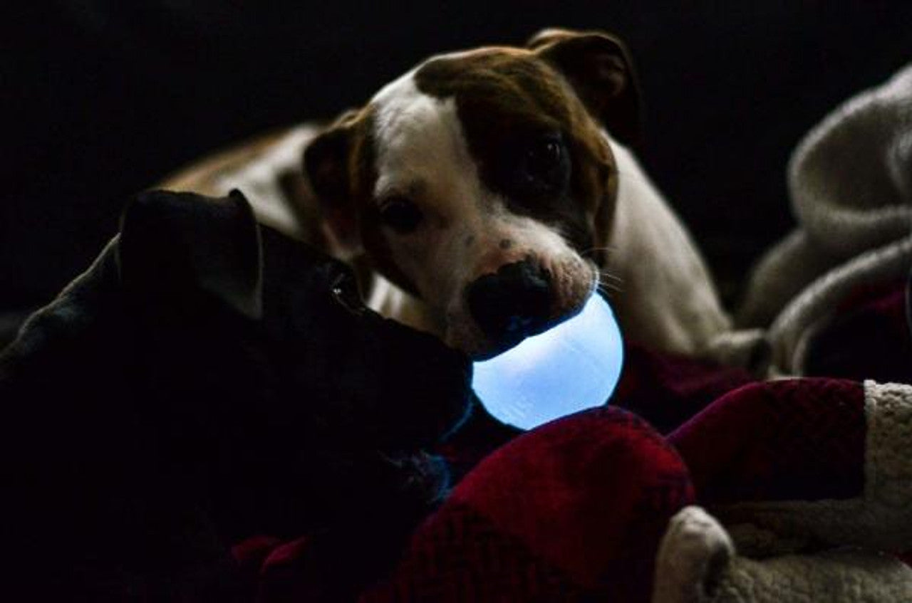 Planet Dog Strobe Ball - Glow Blue