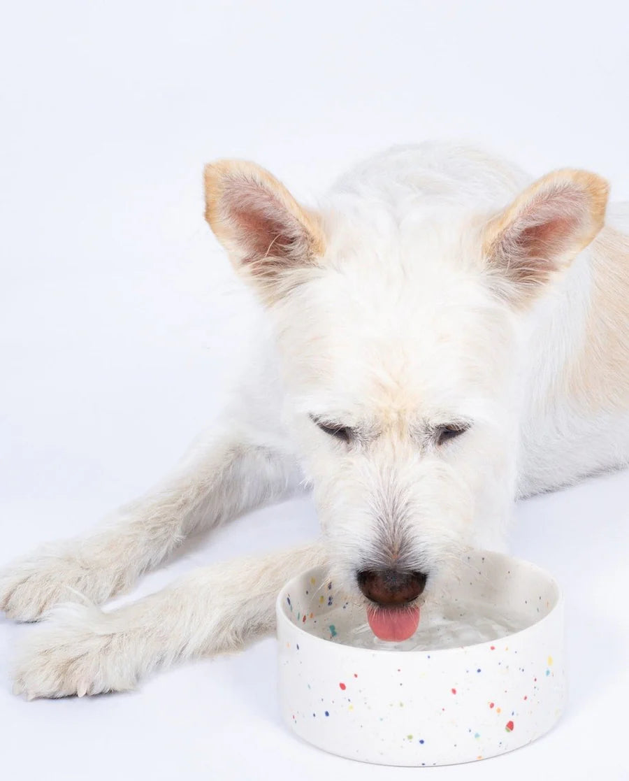 Egg Back Home - New Party Pet Bowl White