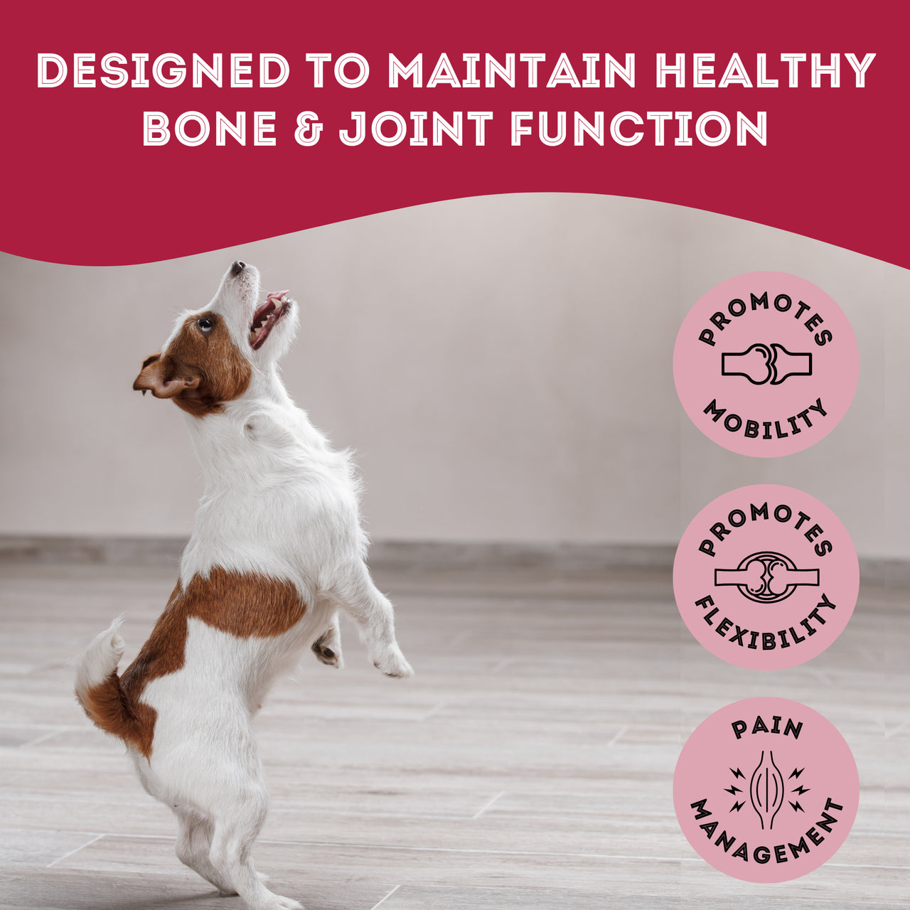 Help, My Joints Are Stiff - Hip & Joint Biscuits