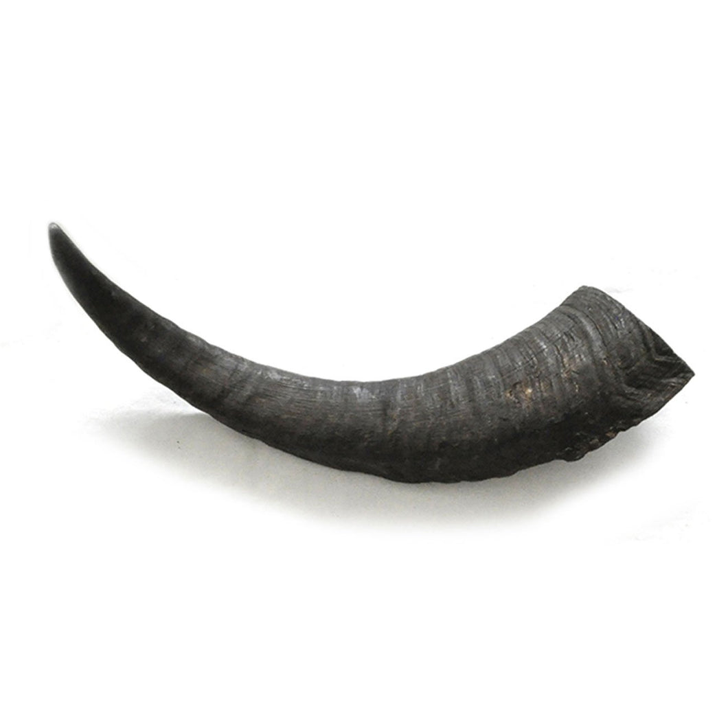 Natures Own Goat Horn