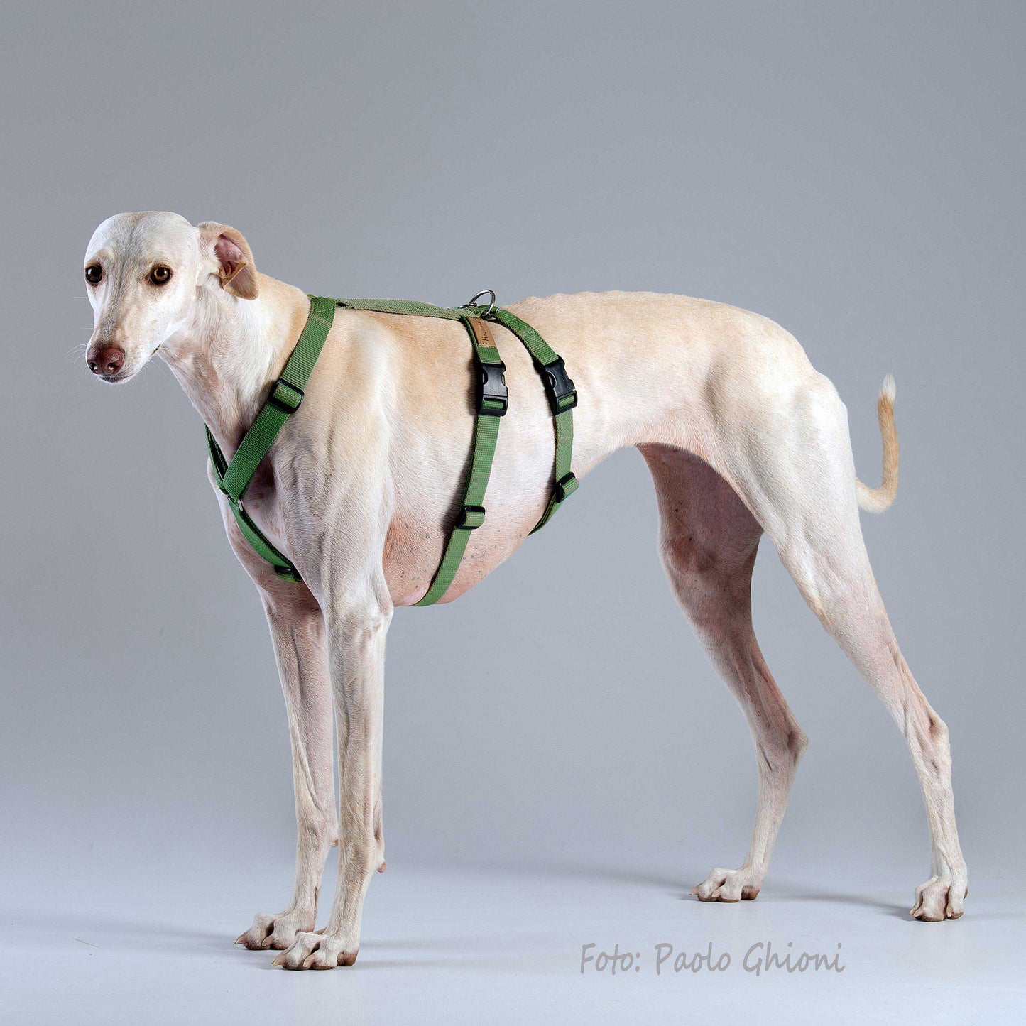 Haqihana Harness - Green