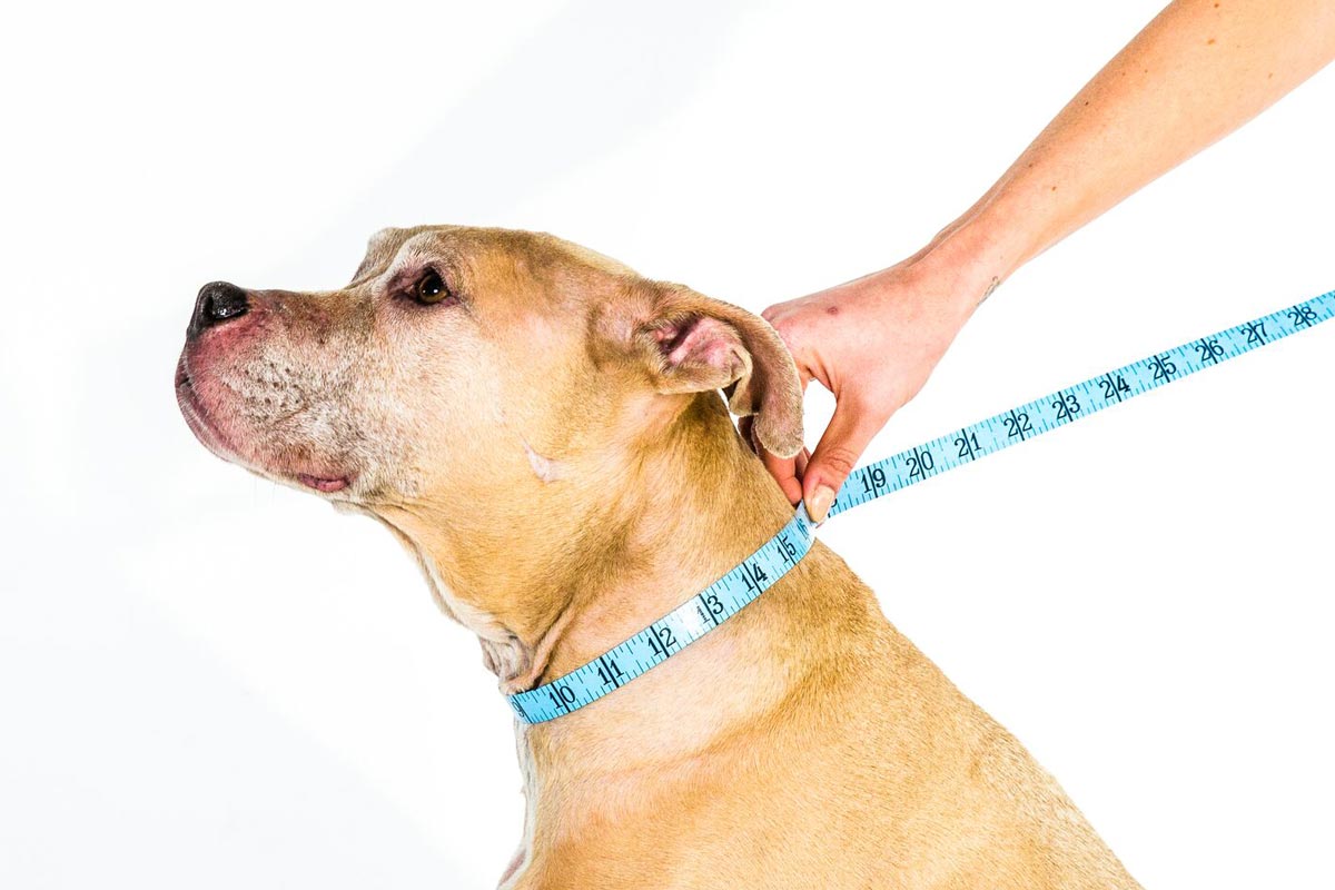 Dog comfy clearance collar